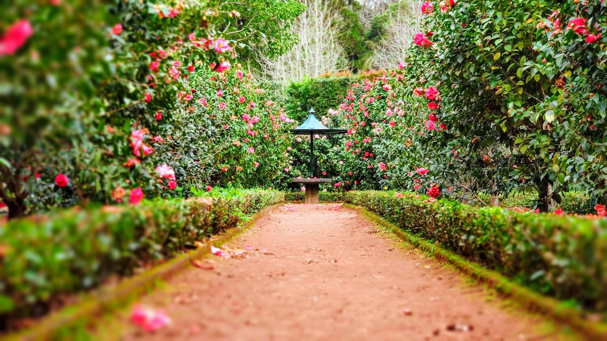 Jardin entretenu par Rigaux Jardins à Amiens